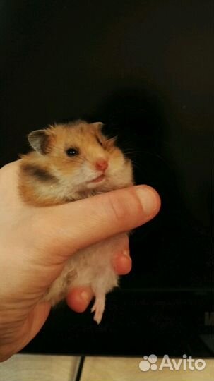 Сирийские д/ш хомячки (есть клетки, доставка)