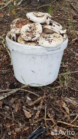 Грузди грибочки супер