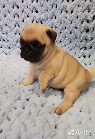 Щенки мопса