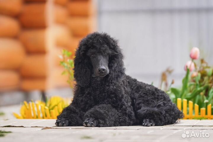 Королевский пудель