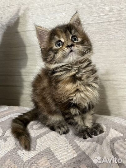 Мейн-кун кошка