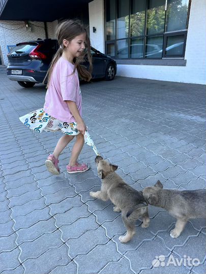 Отдам в добрые заботливые руки