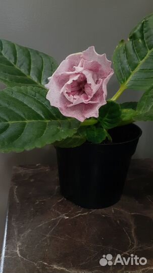 Глоксиния махровая нежно розовая и тидеи