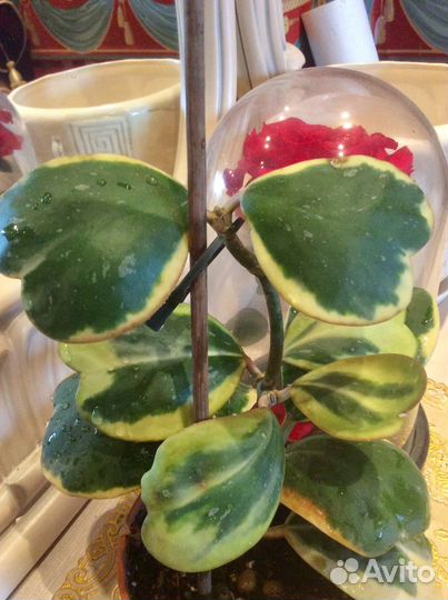 Хойя villosa Inflata Tanggamus pulchra Loheri