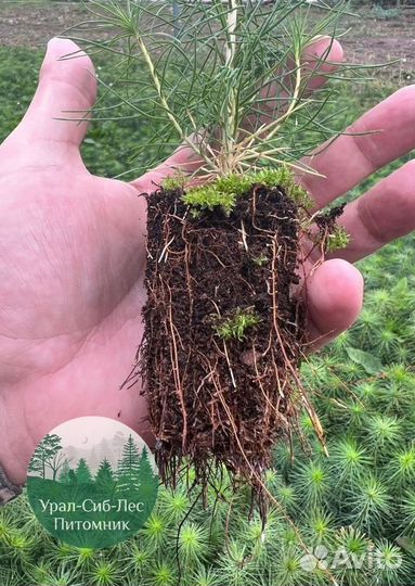 Сосна зкс окс сеянцы Ель Лиственница Голуб Горная