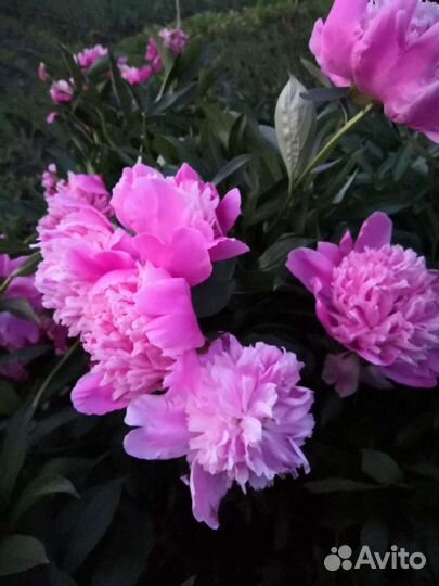 Пионы розовые (саженцы)