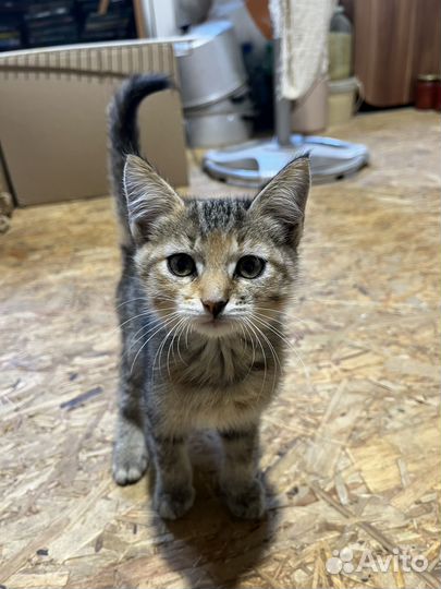 Котята (м/ж) в заботливые руки