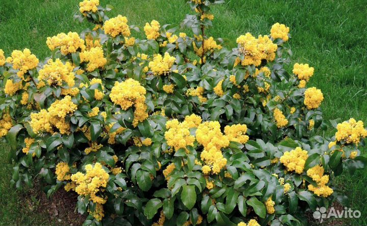 Магония падуболистная