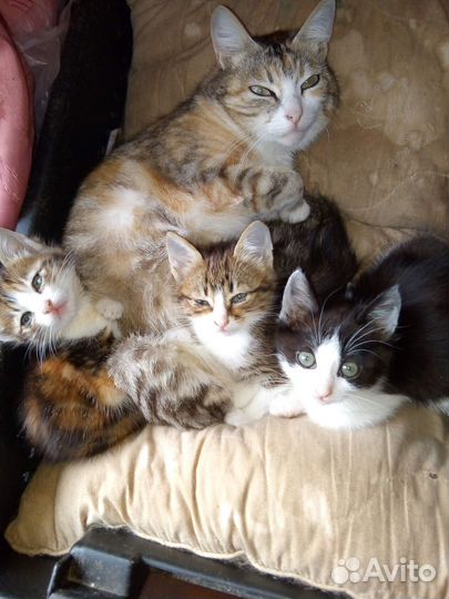 Котята бесплатно