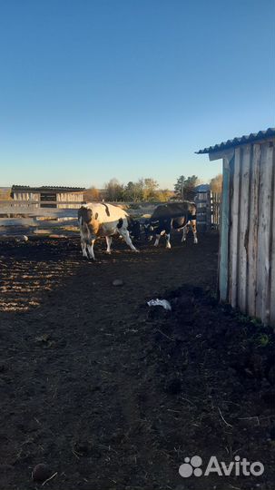 Быки. Быки на мясо