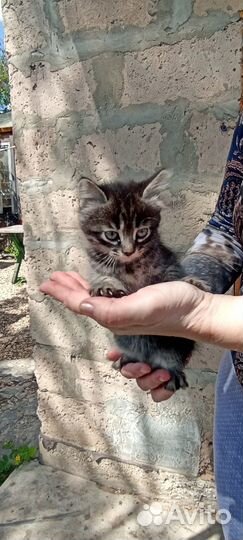 Котята в добрые руки бесплатно