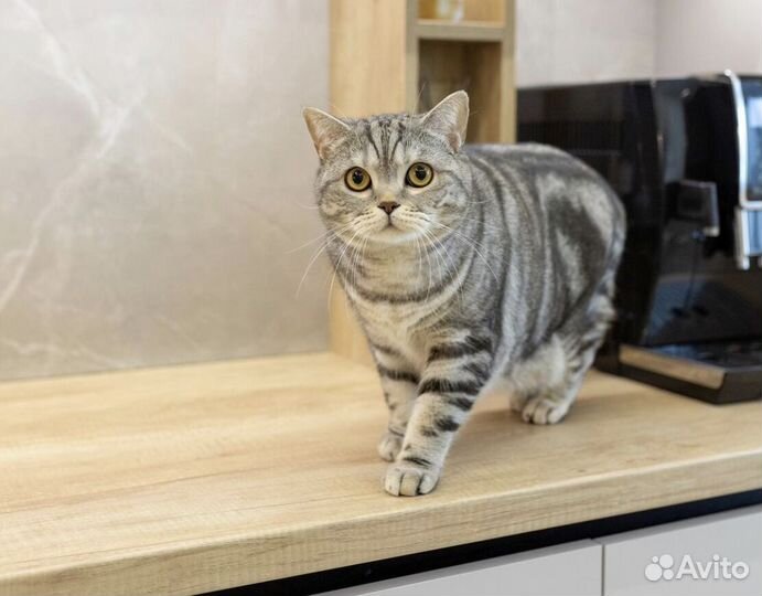 Красивый гарнитур для кухни