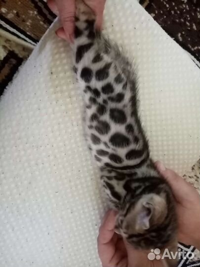 Бенгальская