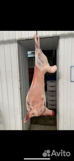 Мясо говядина баранина