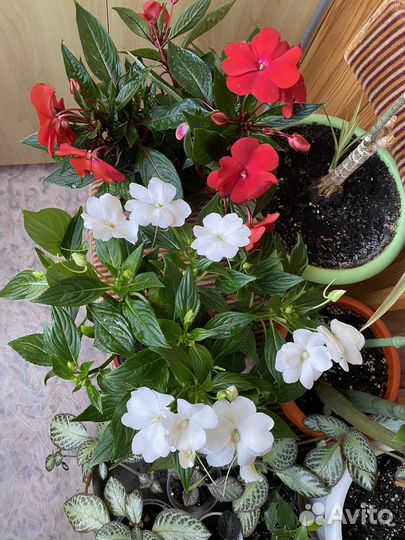 Бальзамины сортовые