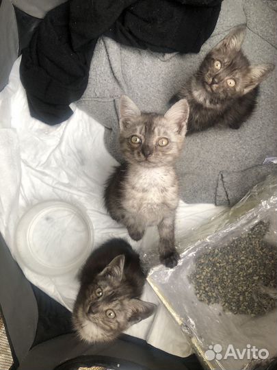 Брошеные малыши в добрые руки