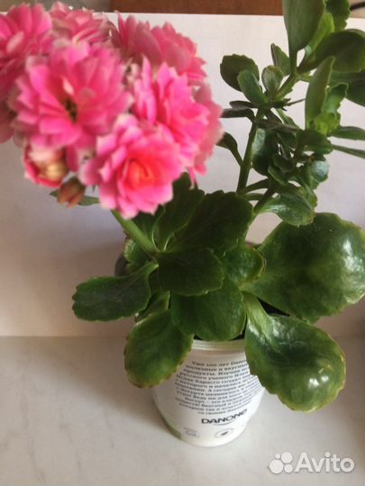 Каланхоэ цветущий