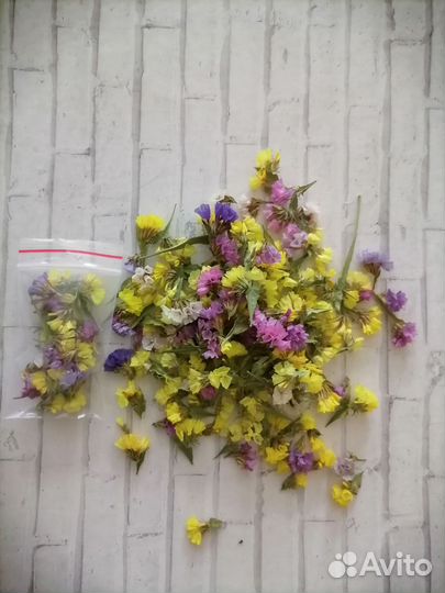 Сухоцветы для творчества