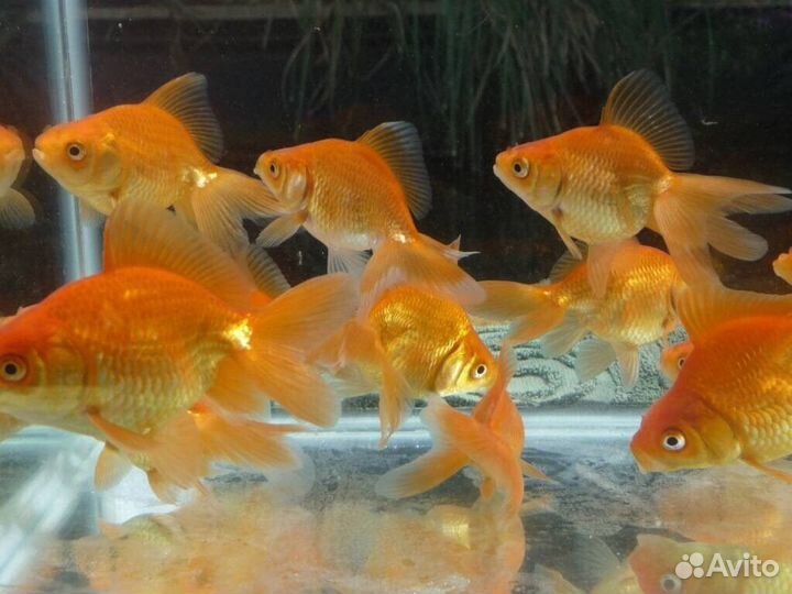 Вуалехвостые