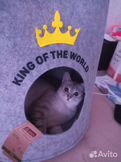 Тайская Кошка
