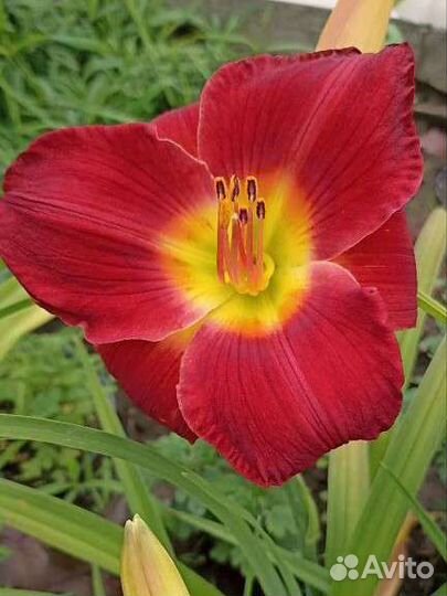 Лилейники (продам или обменяю)