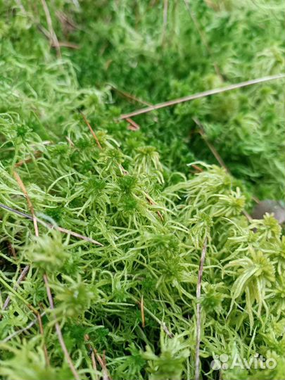 Мох сфагнум живой влажный сухой продам