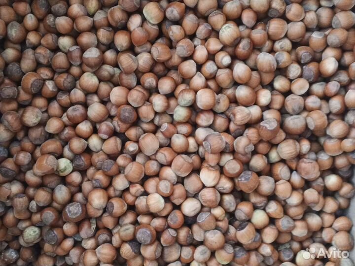 Орех фундук