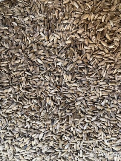 Расторопша, семена корм