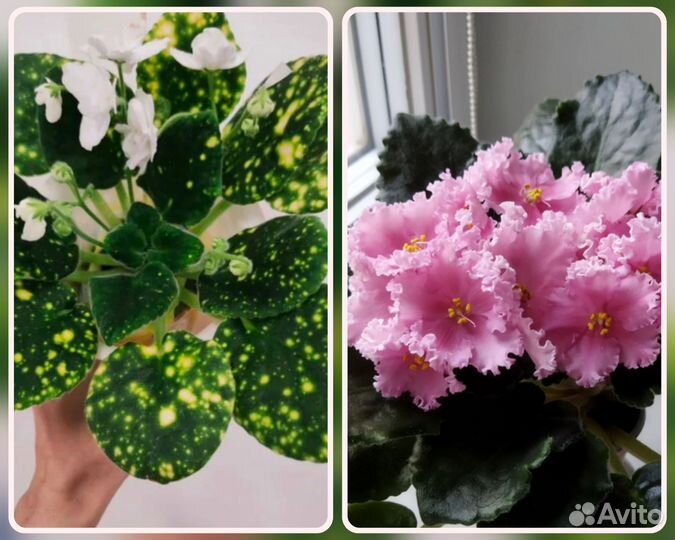 Выставочная фиалка Каменный цветок (Морев)