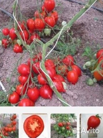 Семена урожайных сортовых томатов