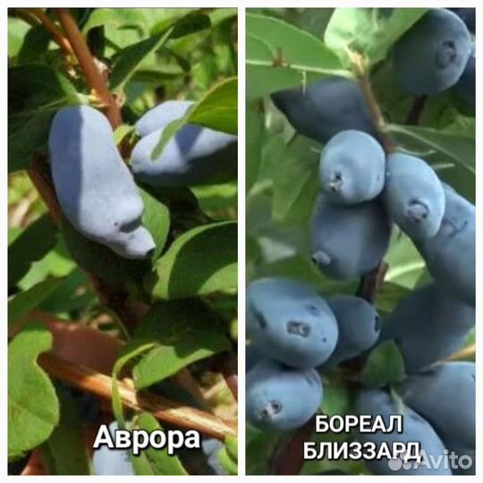 Йошта,Смородина,Крыжовник,Фундук,Ежевика,жимолос