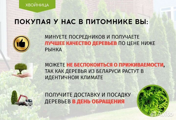 Туя Колумна на Весну