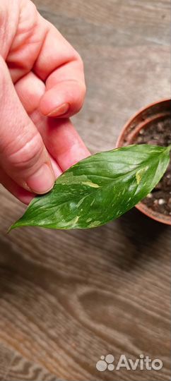 Спатифилум Даймонд вариегатный