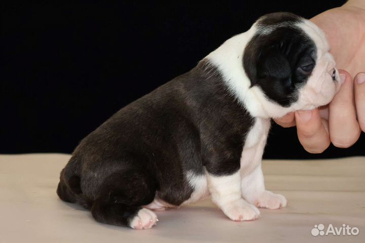 Бостон терьер(мальчик)