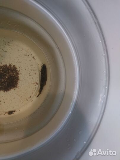 Сомики анциструсы