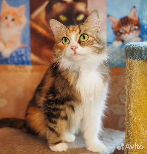 Зеленоглазое чудо Муся