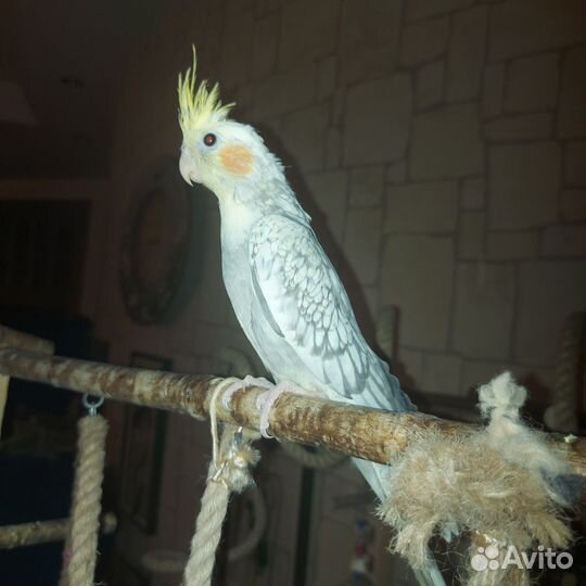 Попугай карелла птенцы