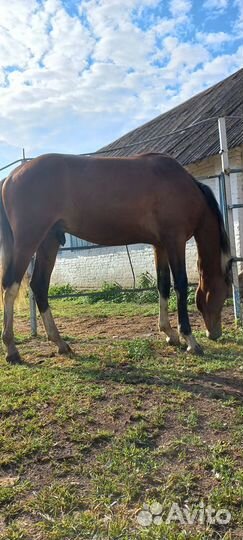 Лошадь жеребец