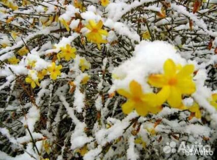 Садовый зимний жасмин