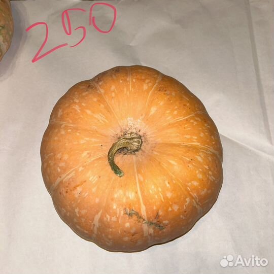 Тыквы дачные