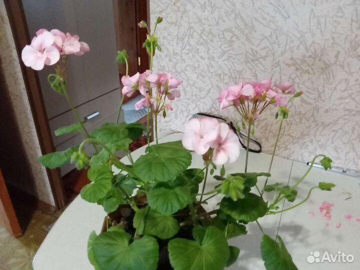 Пеларгония герань сортовая