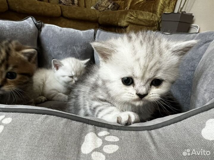 Шотландские котята