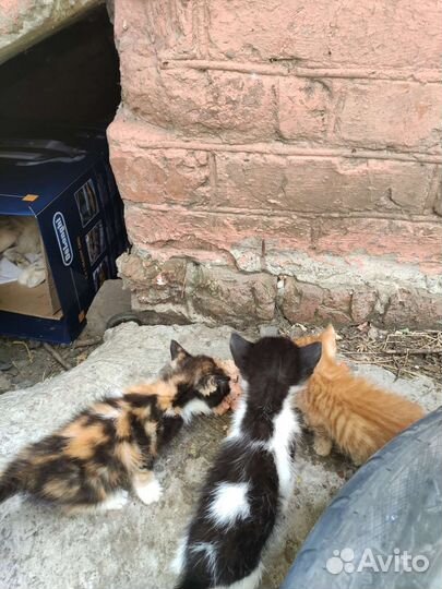 Котята и кошка ищут дом