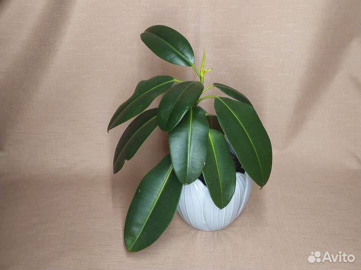 Фикус комнатное растение