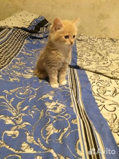 Отдам в добрые руки