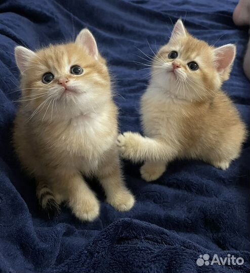 Британская золотая шиншилла котята