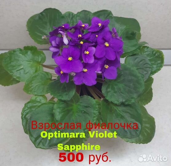 Фиалка