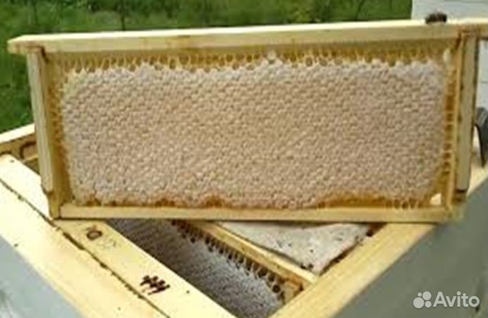 Мед натуральный опт