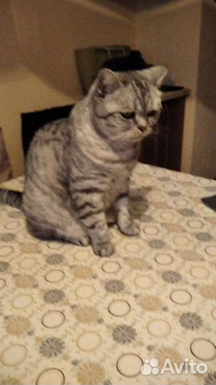 Кот британец