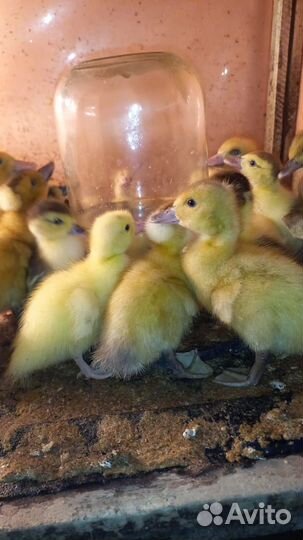 Яйца инкубационные